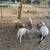 Ram lambs 4 thumbnail