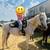 Gelding 2 thumbnail