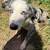 Rehoming AussieAmerican Shepherd Puppies 3 thumbnail