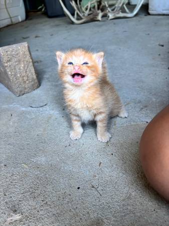 Gatito naranja macho (Pisgah Iowa)63830236679041123