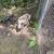Pigs 2 thumbnail