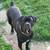 Cane Corso pup 1 thumbnail