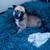 Puppies 3 thumbnail