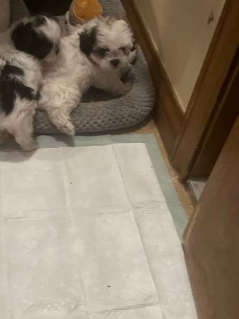 Shihtzu 1