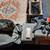 Pet Stairs, crate, gate, rug, boots, collar and more 2 thumbnail