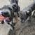 Cane corso 2 thumbnail
