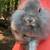 Bunnies - Holland Lop / Lionhead Mix - Rabbits 2 thumbnail