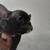 French bulldogs puppies 2 thumbnail