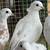 Ringneck Doves 12 thumbnail
