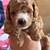 Cockapoo puppies 7 thumbnail