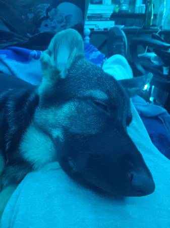 El cachorro necesita salir lo antes posible :( (Campana)63829968453251121