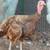 Heritage Turkey Poults 18 thumbnail