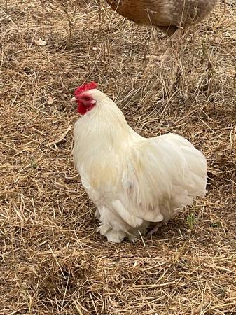 Three Chickens - 2 Hens and 1 Rooster (santa rosa)63909865440643121