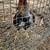 Yellow legged hatch Gamefowl rooster 1 thumbnail