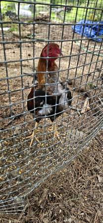 Yellow legged hatch Gamefowl rooster 1