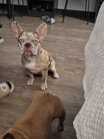Frenchie63893600686339120