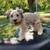 Mini schnauzer 1 thumbnail