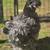 Silkie Chickens 5 thumbnail