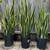 Snake Plant - Home Grown care (Yellow and Green) 1 thumbnail