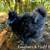 Silkies and Satin chickens/chicks 7 thumbnail