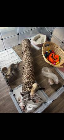 2 ferrets (Aurora)64288460438531121