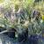 Mandela's Golden Bird of Paradise //// Strelitzia reginae Mandela's 15 thumbnail
