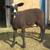 East Friesian Cross Dairy Sheep Ram Lamb 1 thumbnail