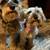 Miniature schnauzer puppies 10 thumbnail