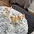 Kittens for sale 3 thumbnail