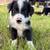 Border collies 5 thumbnail