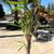 Cactus - Peruvian Apple Pear & Yuccas - Drought Tolerant 6 thumbnail