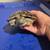 Turtle 3 thumbnail