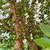 Jaboticaba Fruiting Trees and other fruit trees 3 thumbnail