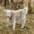 Miniature Cattle 16 thumbnail