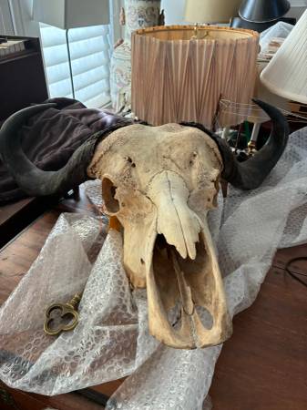 Authentic African Cape Buffalo Skull with Horns-Wall Decor 1