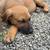Scooby Doo 12 week old mix 1 thumbnail