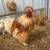 Silkie Chicks B1G1 7 thumbnail