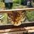 Bee swarm removal 4 thumbnail