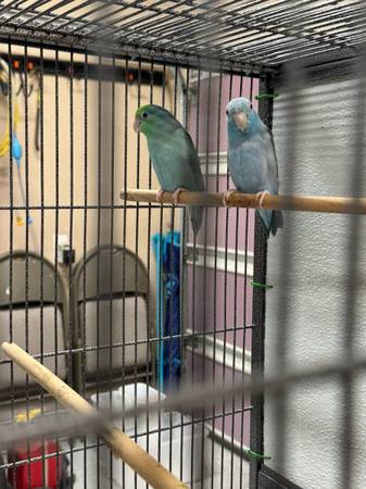 Parrotlets 1