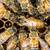 Queen Bees, Rescue Frames, and full hives available now. 3 thumbnail