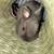 Netherland Dwarf Bunny + starter kit 2 thumbnail
