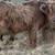 Mini Livestock 11 thumbnail