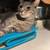 Cats 4 thumbnail