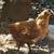 Pullets 8 thumbnail