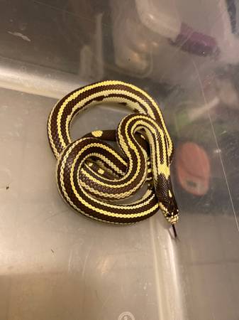 Cali kingsnake (South El Monte)63829968571777120