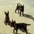 Akita mix puppies 2 thumbnail