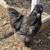 Silkie and easter egger roosters 5 thumbnail