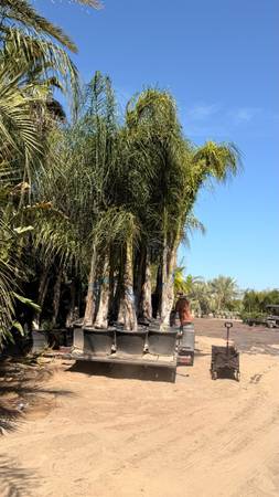Large queen palms 1