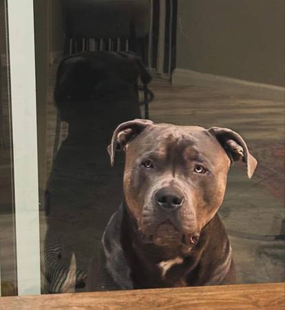 Bully XL (emeryville)63890025576833121