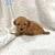 Toy Poddle puppies 2 thumbnail
